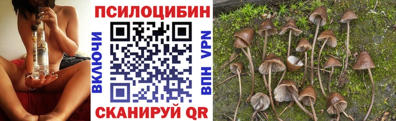 Псилоцибиновые грибы Psilocybe Судогда